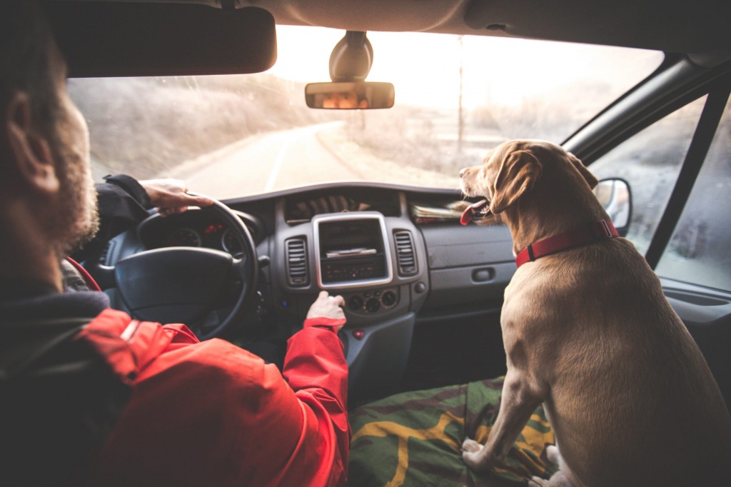 Как сделать перевозку животных в машине комфортной: советы кинологов и ветеринаров